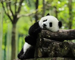 Chengdu  <br> (Giant Pandas)