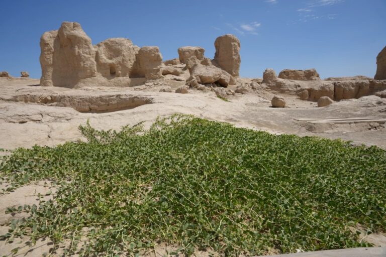 Ancient sandstone ruins rising from a dry desert landscape under a clear blue sky, with a patch of green plants spreading across the sandy ground in the foreground.