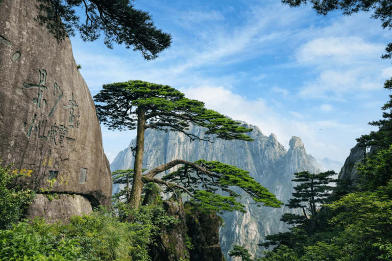 Iconic pine tree and granite peaks at Huangshan Mountain, China.