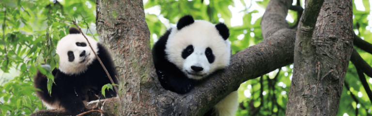Giant pandas in Chengdu, a highlight of private Chengdu tours and panda experiences