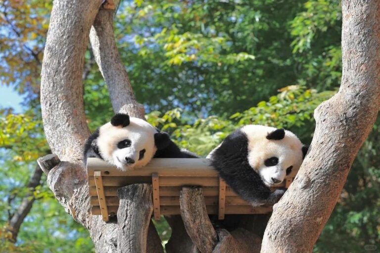 Two giant panda cubs resting on a wooden platform in a tree.