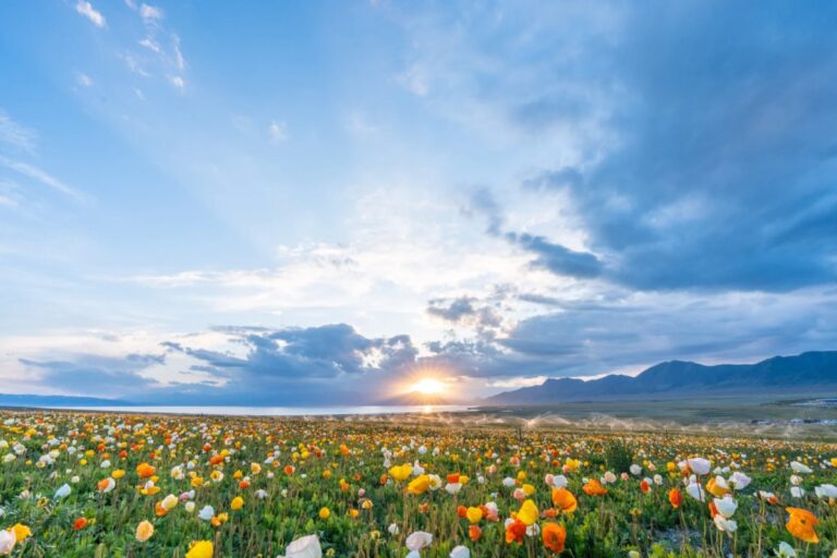 Colorful flowers in a field with sunrise over distant mountains.
