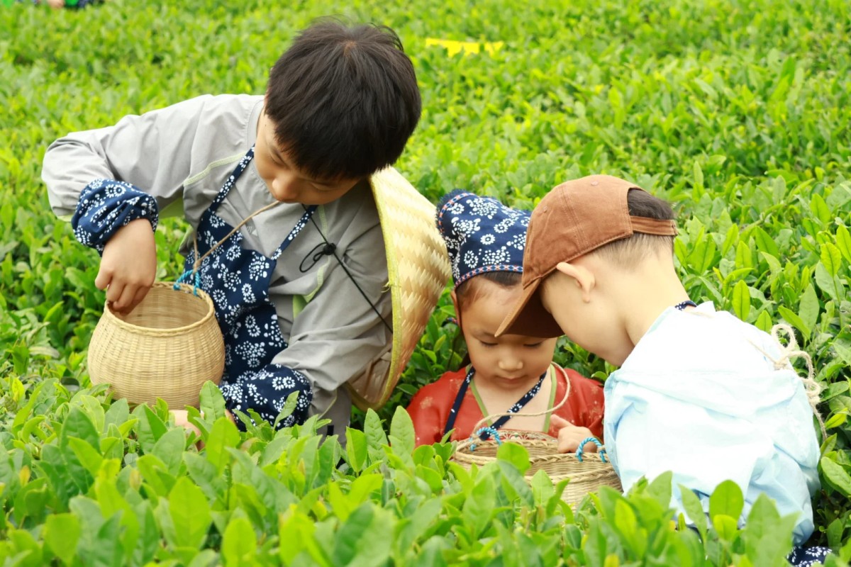 Children collecting fresh tea leaves in a green tea field