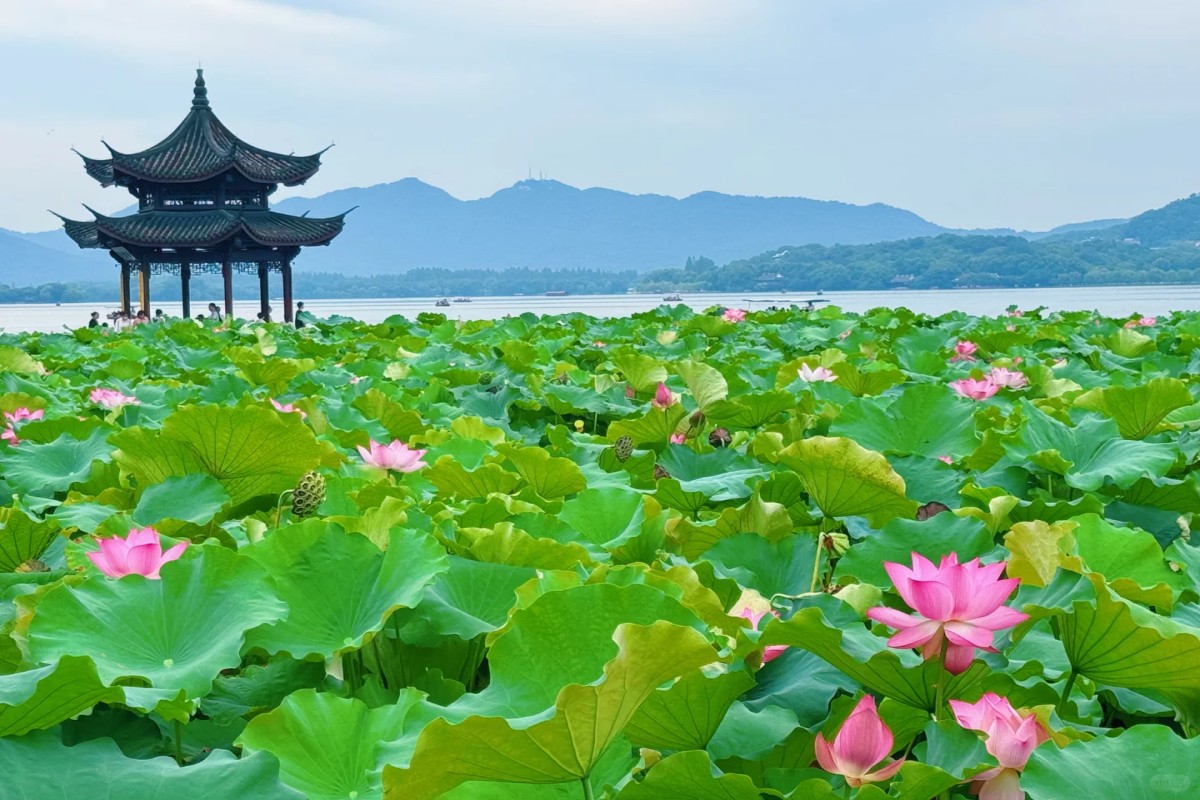 Lotus flowers with lakeside pavilion and mountains behind