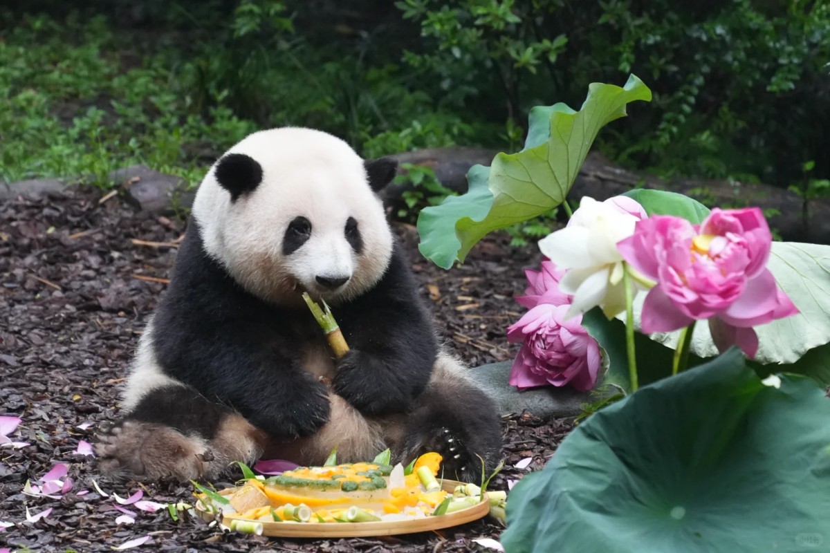 Giant panda sitting and eating bamboo beside lotus flowers
