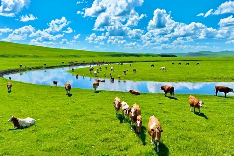 Herd of cattle grazing along river on vast green steppe