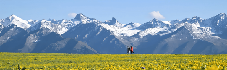 Hikers crossing flower fields with snow mountains in background