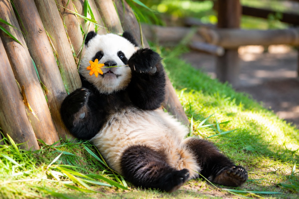 Meet an adorable panda enjoying a peaceful moment surrounded by lush bamboo and nature