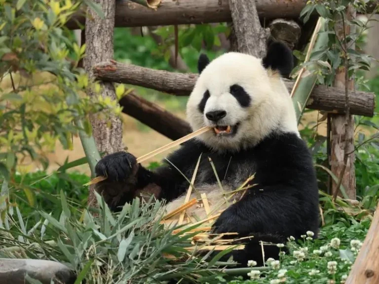 Giant panda eating fresh bamboo at Chengdu Research Base of Giant Panda Breeding in Chengdu, Sichuan, China
