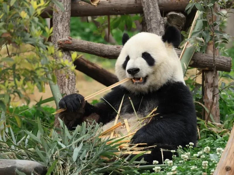 Giant panda eating fresh bamboo at Chengdu Research Base of Giant Panda Breeding in Chengdu, Sichuan, China