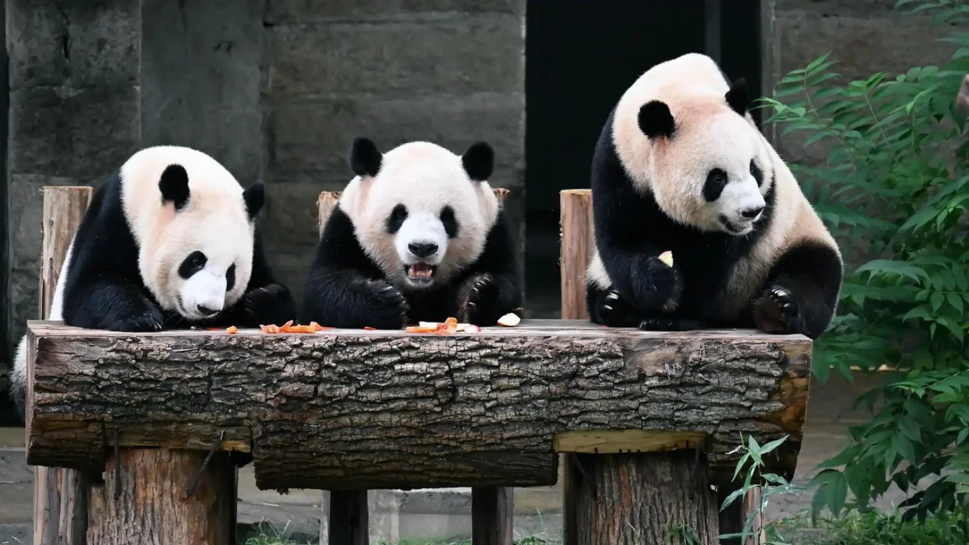 Giant panda at the Chengdu Research Base of Giant Panda Breeding