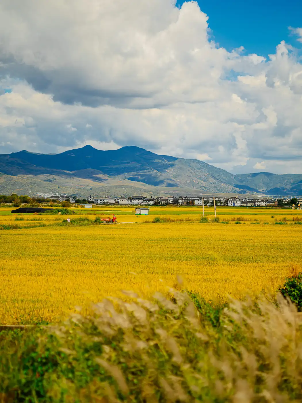 Golden autumn fields and mountain scenery in the Dali countryside, Yunnan