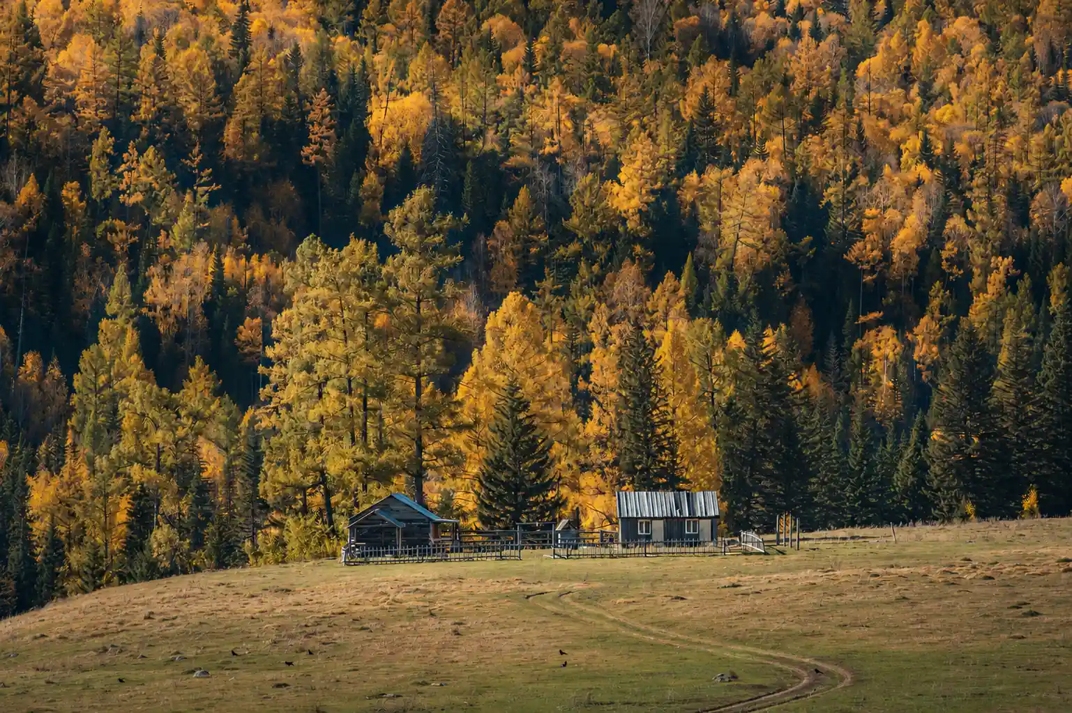 Autumn forest and cabins in Xinjiang during the fall travel season