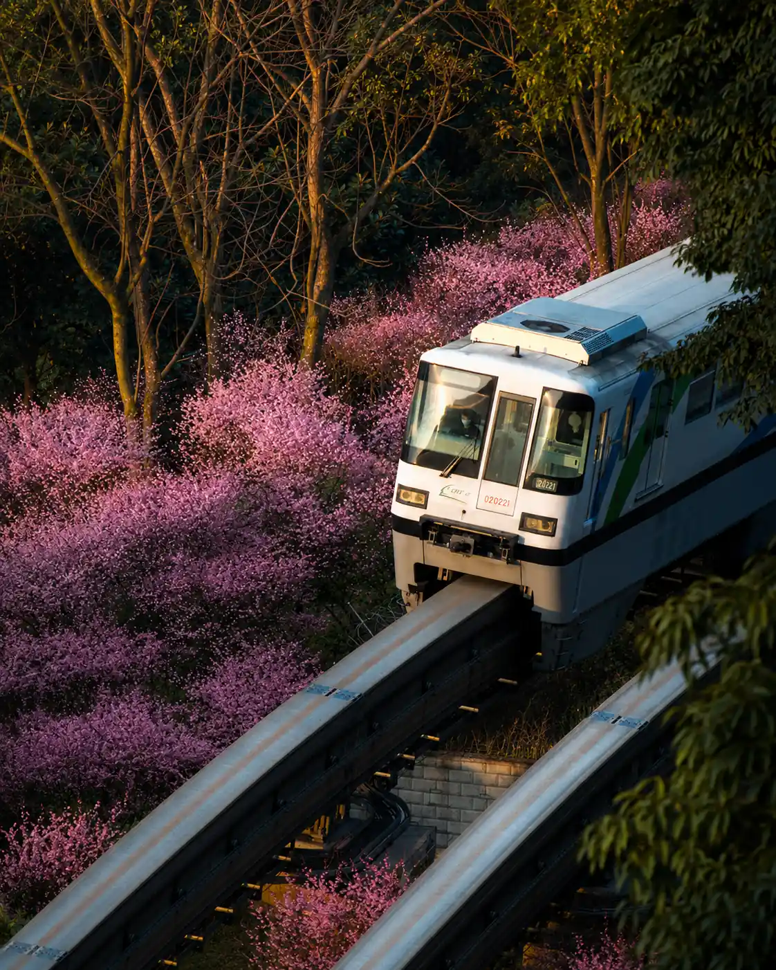 Spring scenery and river views in Chongqing