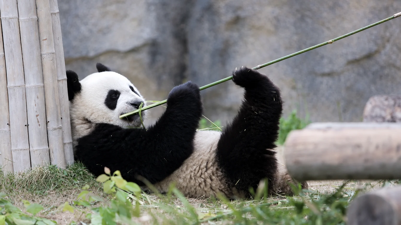Chongqing Chengdu Wulong and Dazu private tour