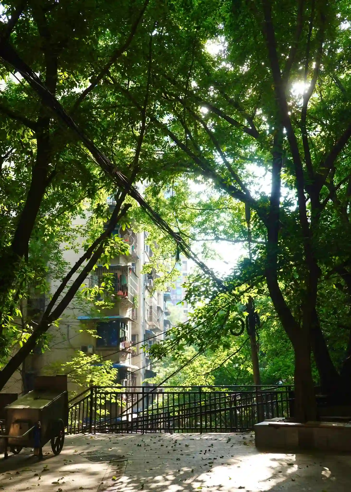 Summer city scenery and river views in Chongqing