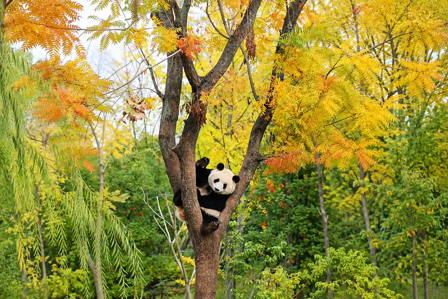 Giant panda at the Chengdu Research Base of Giant Panda Breeding
