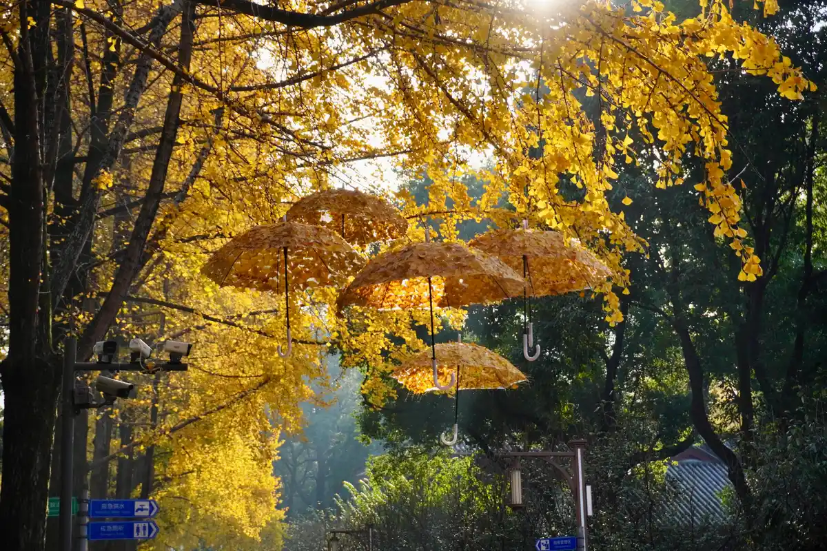 Seasonal scenery in Chengdu during a comfortable travel season