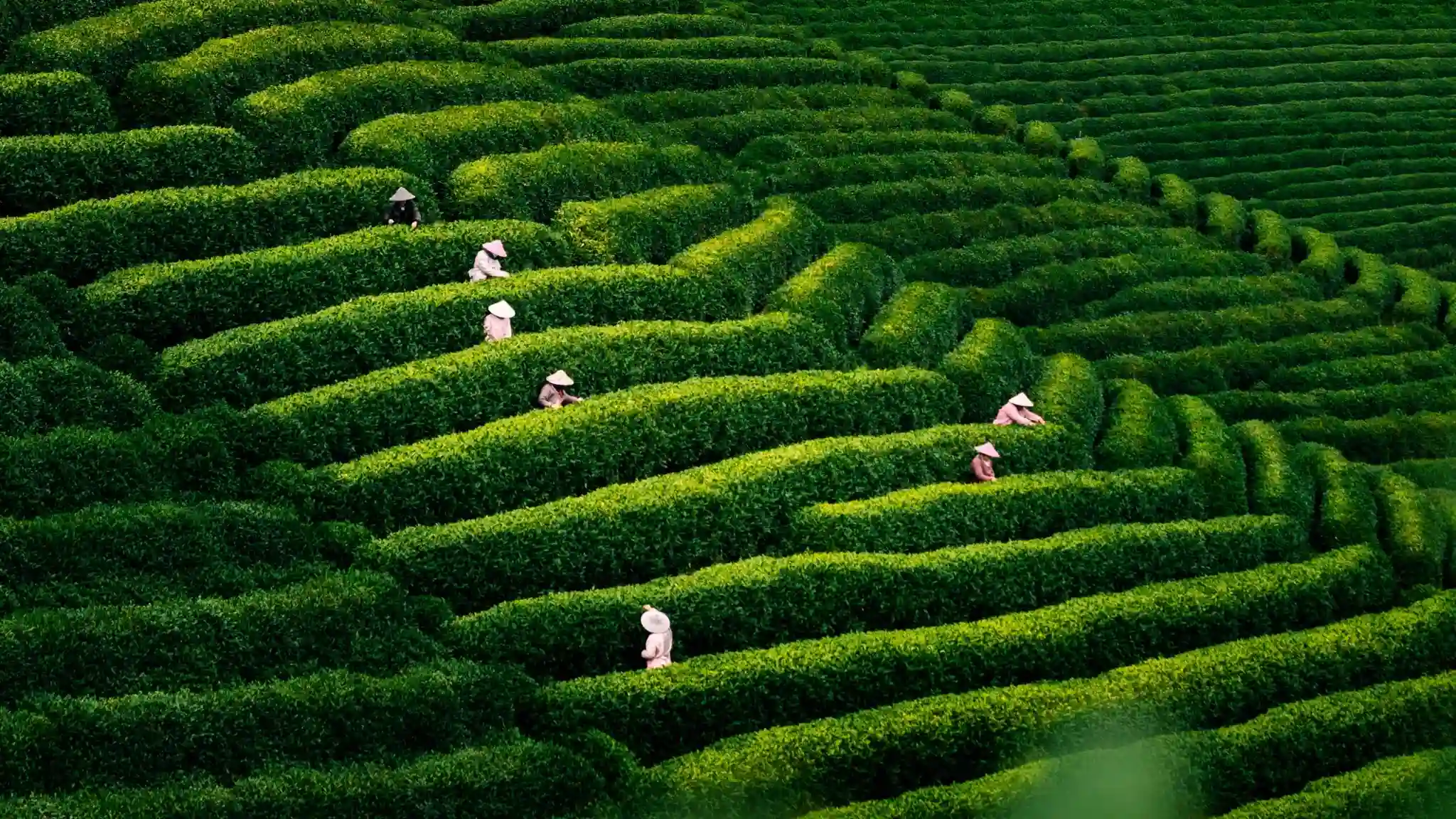 Longjing tea fields and tea village in Hangzhou