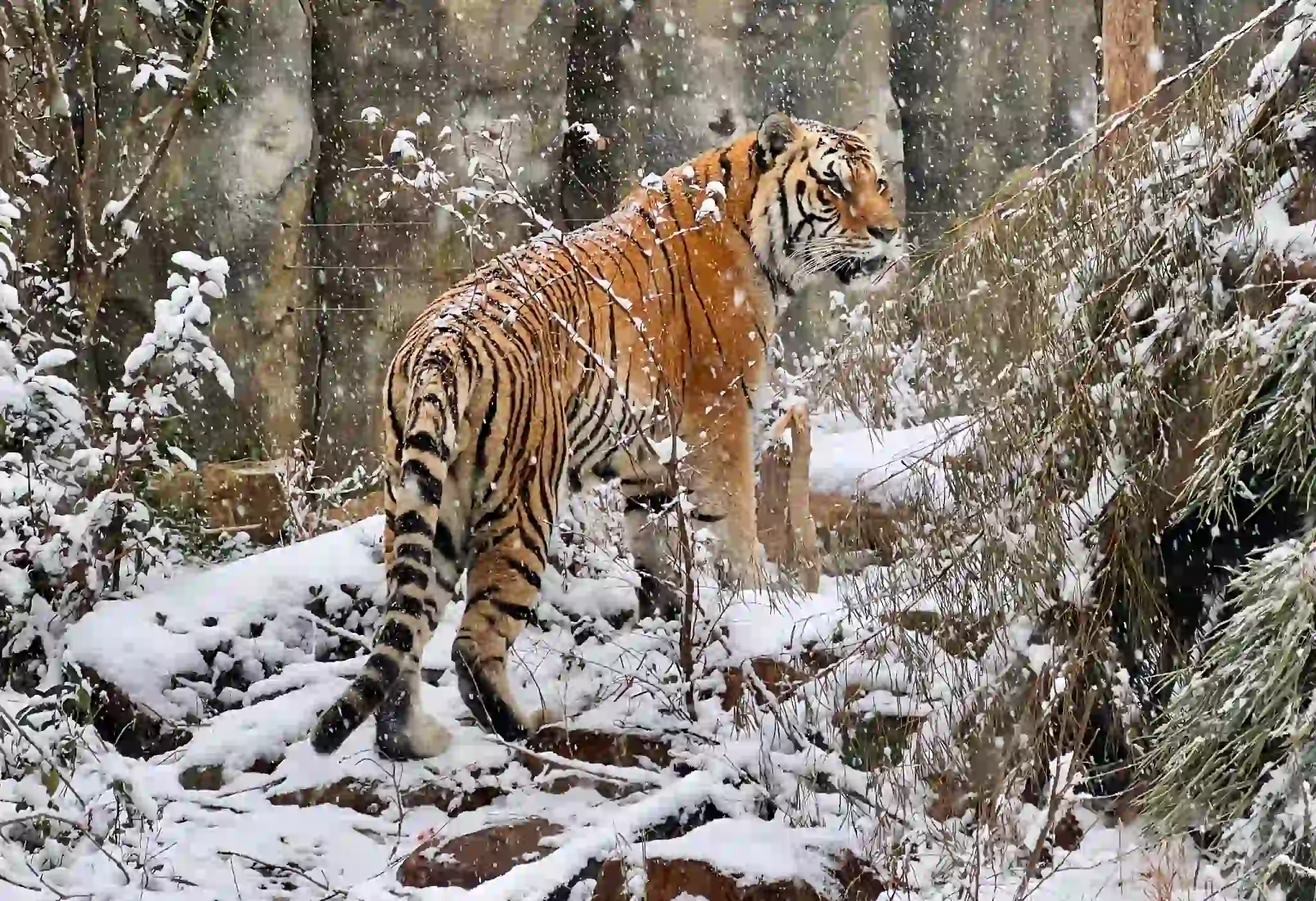 Siberian tiger at Siberian Tiger Park in Harbin