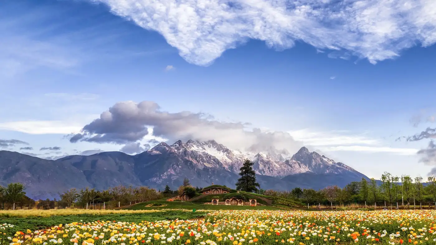 Flower fields with Jade Dragon Snow Mountain near Lijiang, Yunnan