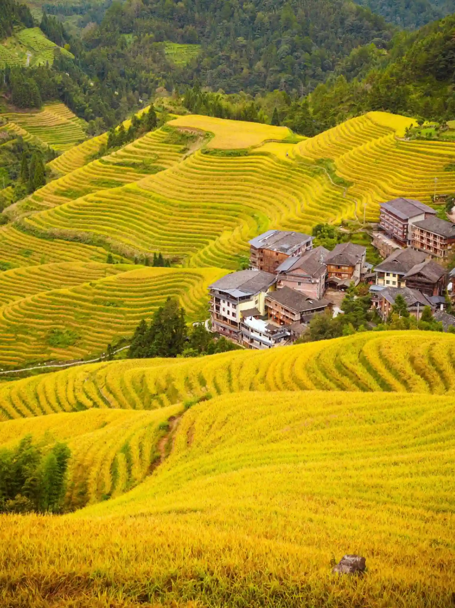Golden Longji Rice Terraces during autumn near Guilin