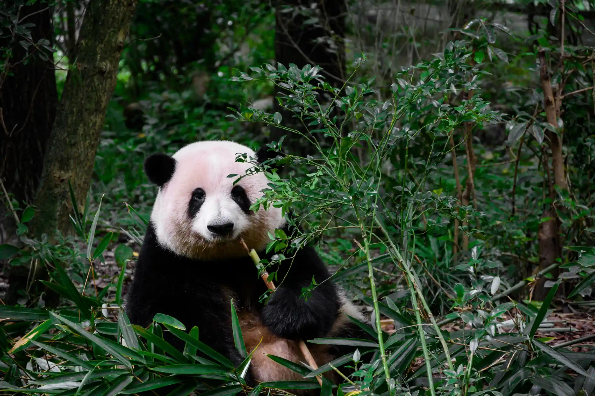 Giant panda at the Chengdu Research Base of Giant Panda Breeding