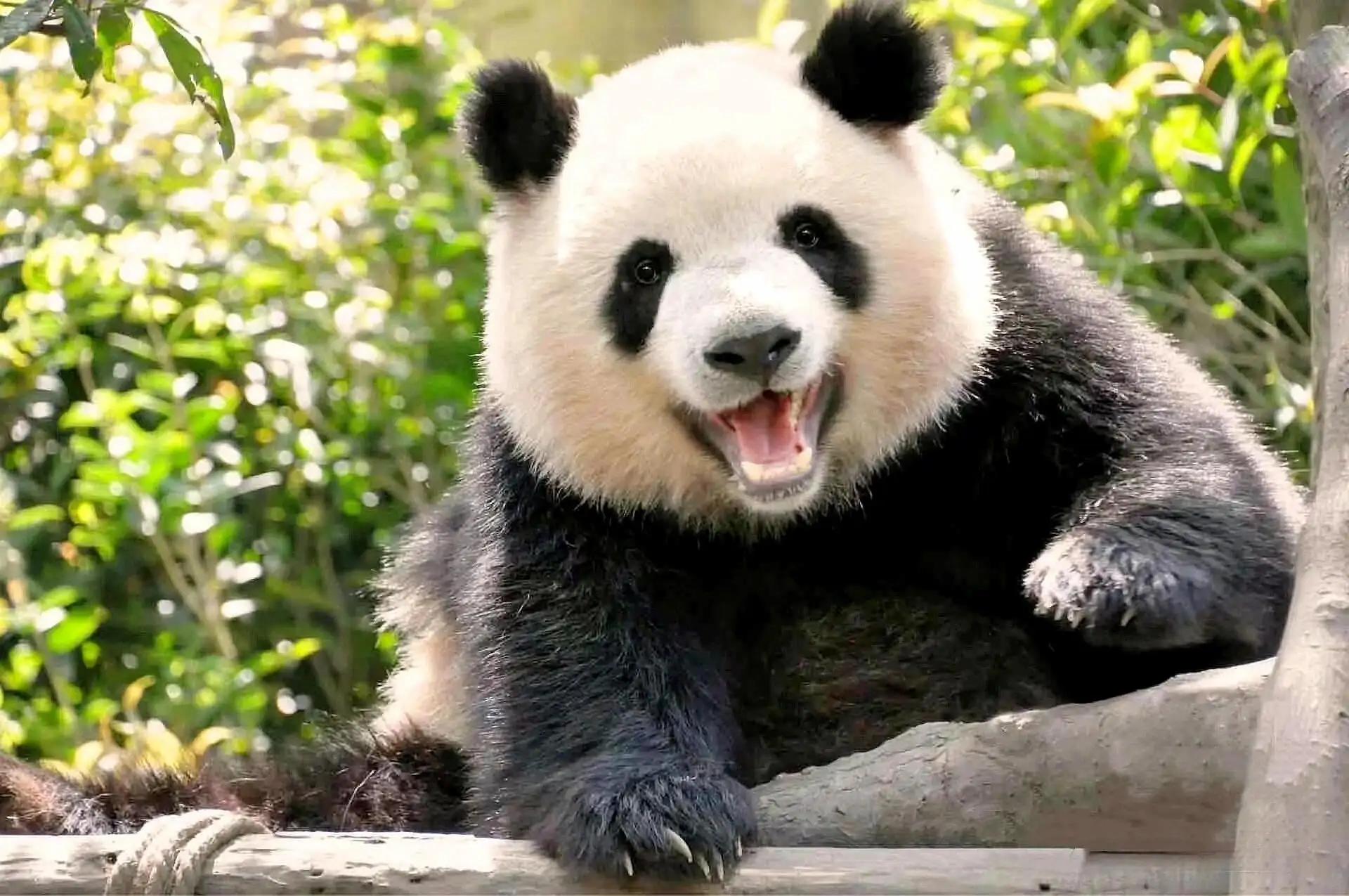 Giant panda cub in Chengdu Sichuan