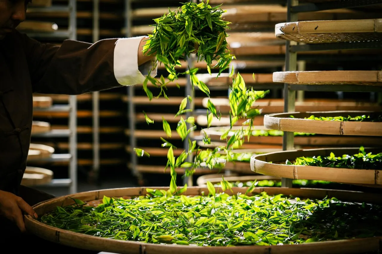 Tea leaves being processed on bamboo trays in a Yunnan tea workshop