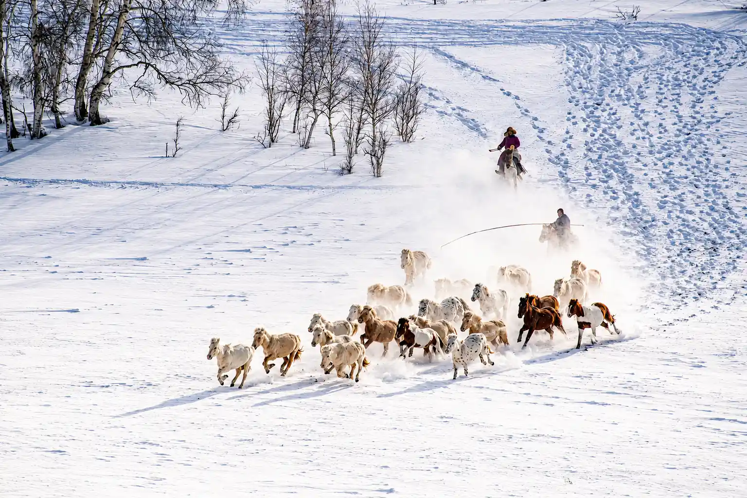 Herd of horses galloping across a snow-covered Inner Mongolia grassland