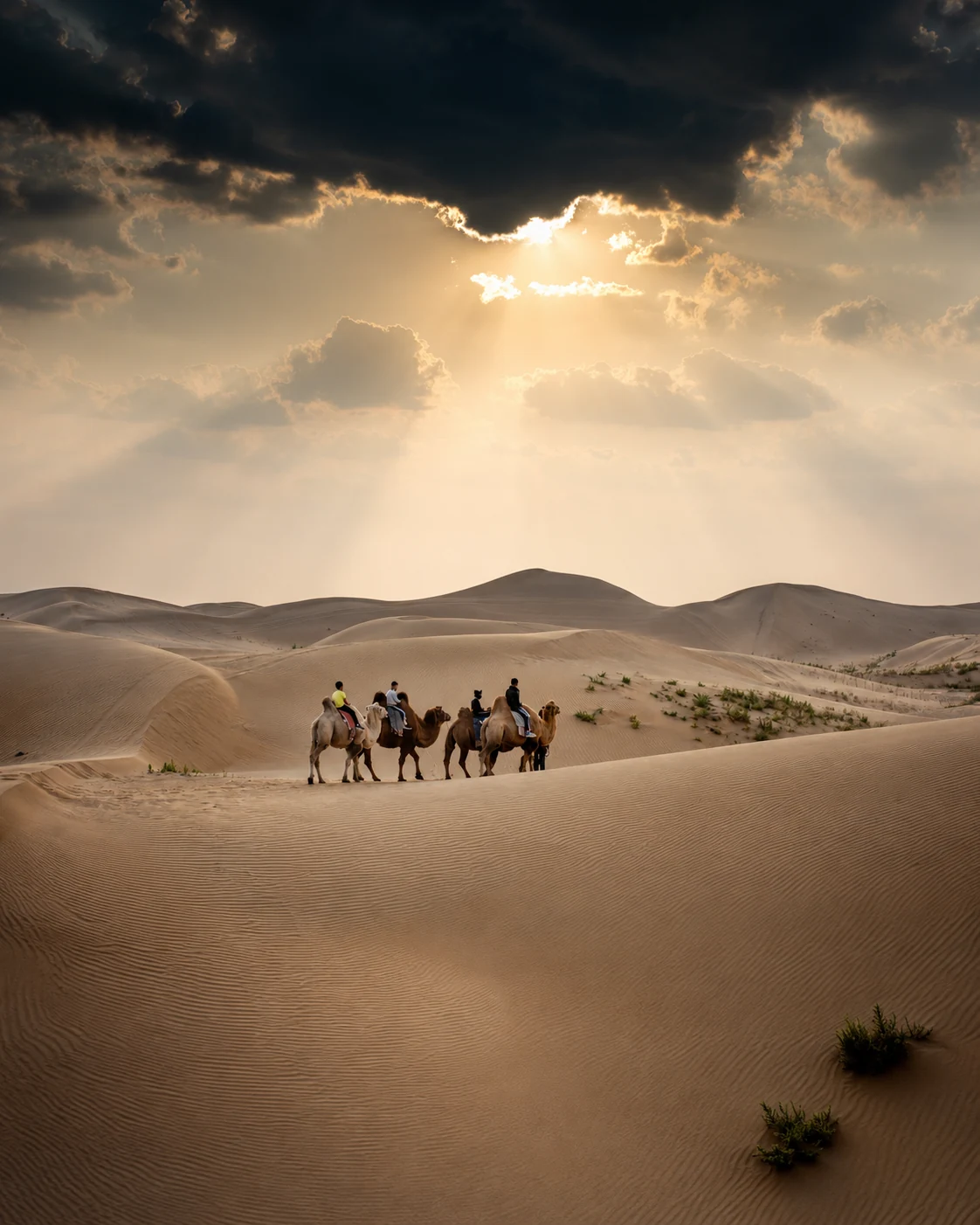 Camel riders crossing desert dunes in Inner Mongolia during spring