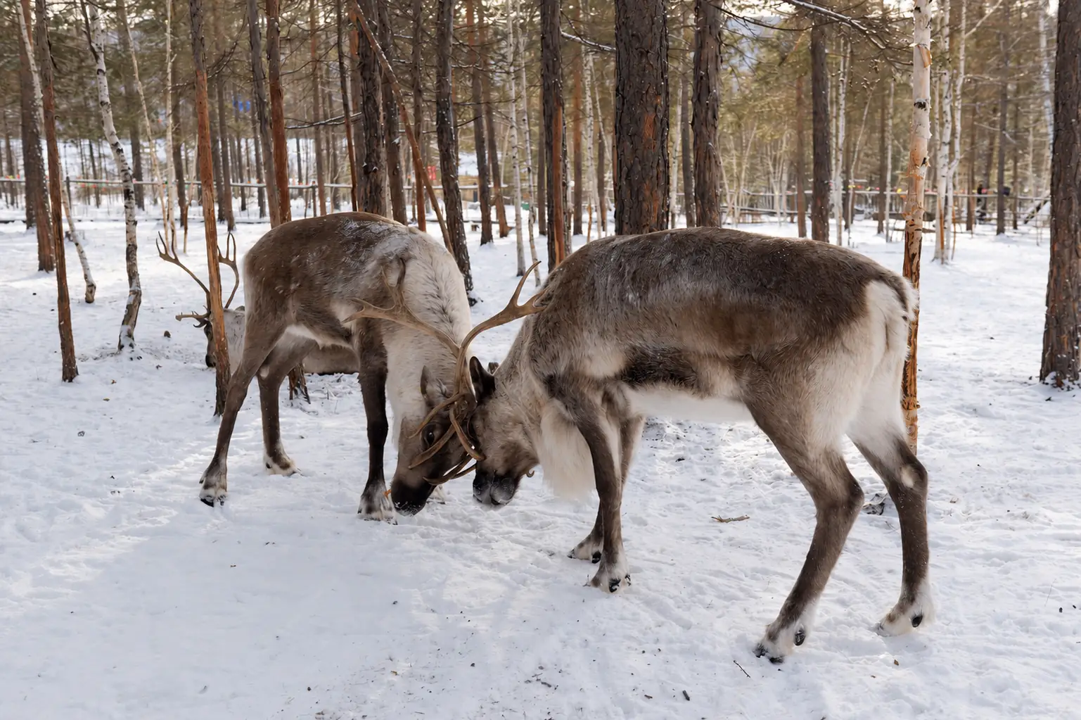 Reindeer associated with Ewenki culture in Aoluguya Inner Mongolia