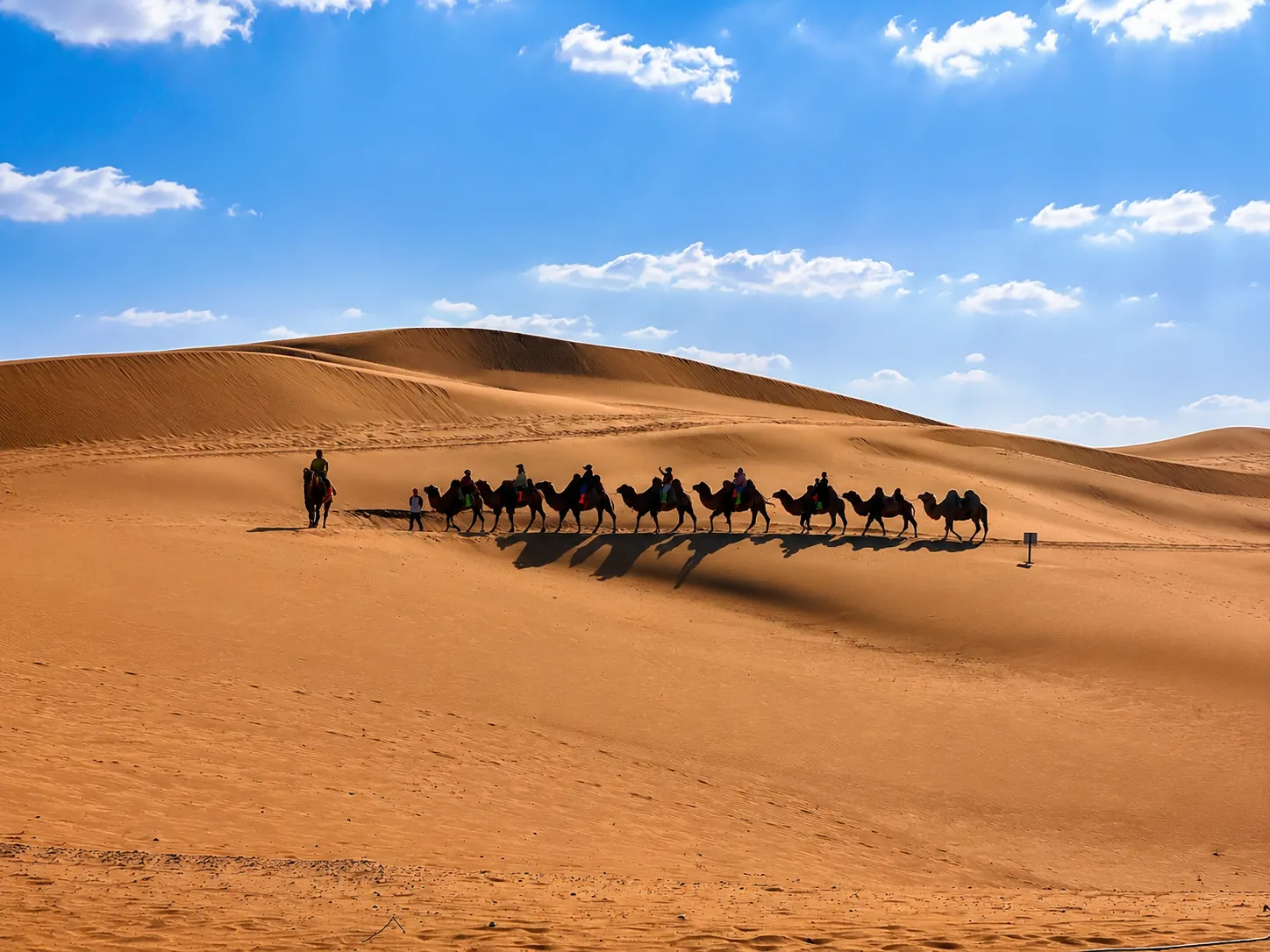 Camel caravan crossing sand dunes in the Inner Mongolia desert