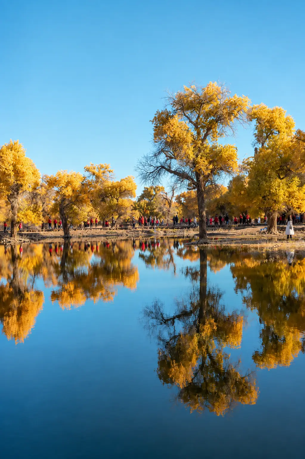 Golden autumn trees reflected in a calm lake in Inner Mongolia