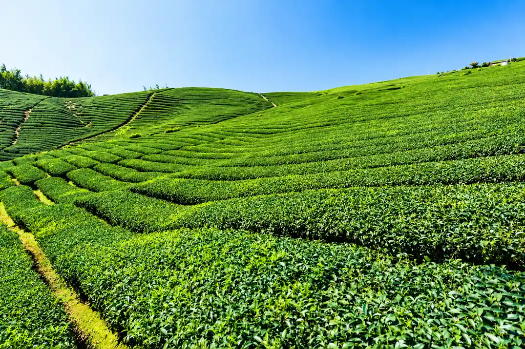 Taiwan tea house culture and mountain scenery