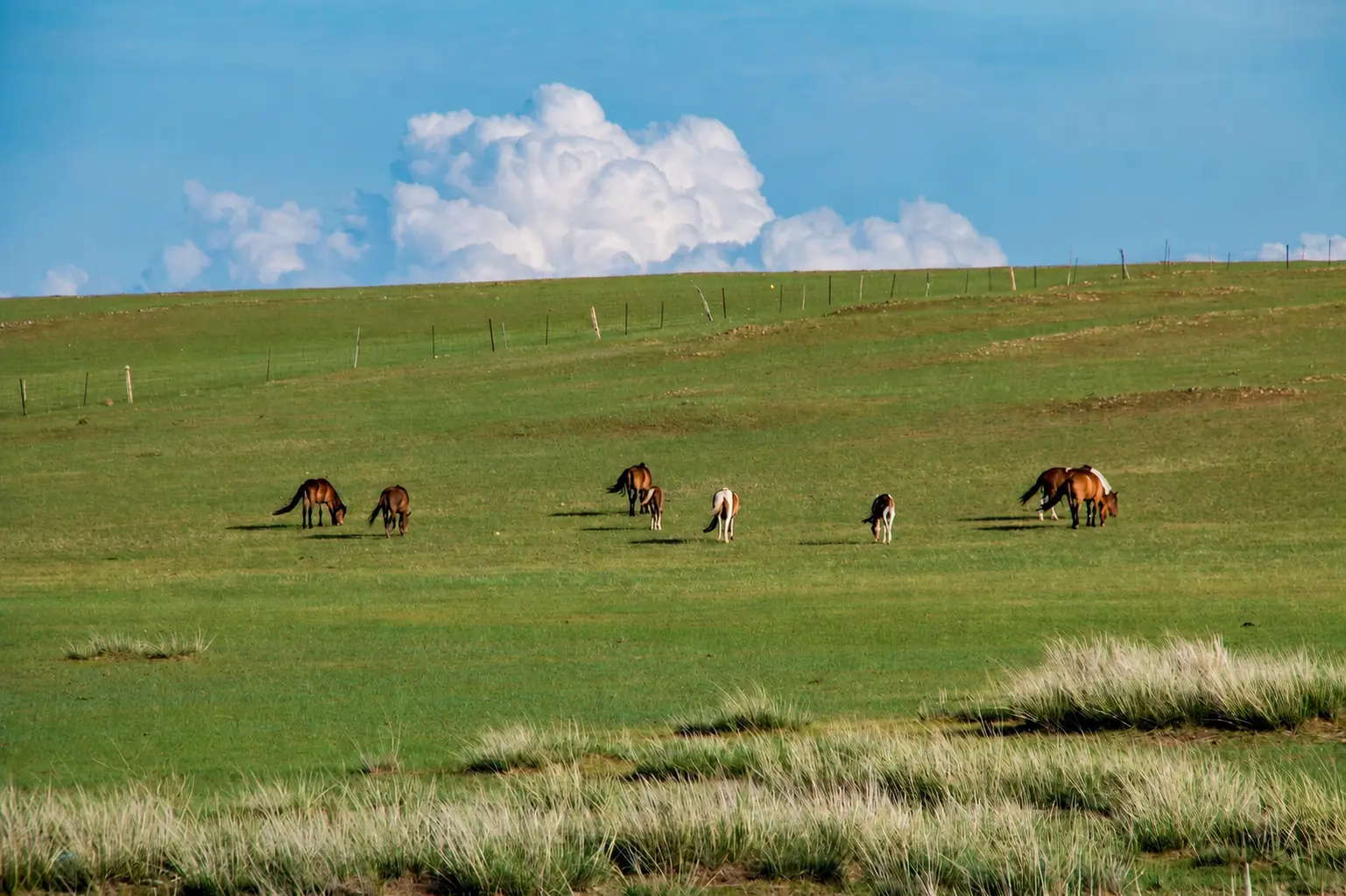 Horses grazing on the green Xilamuren Grassland in Inner Mongolia