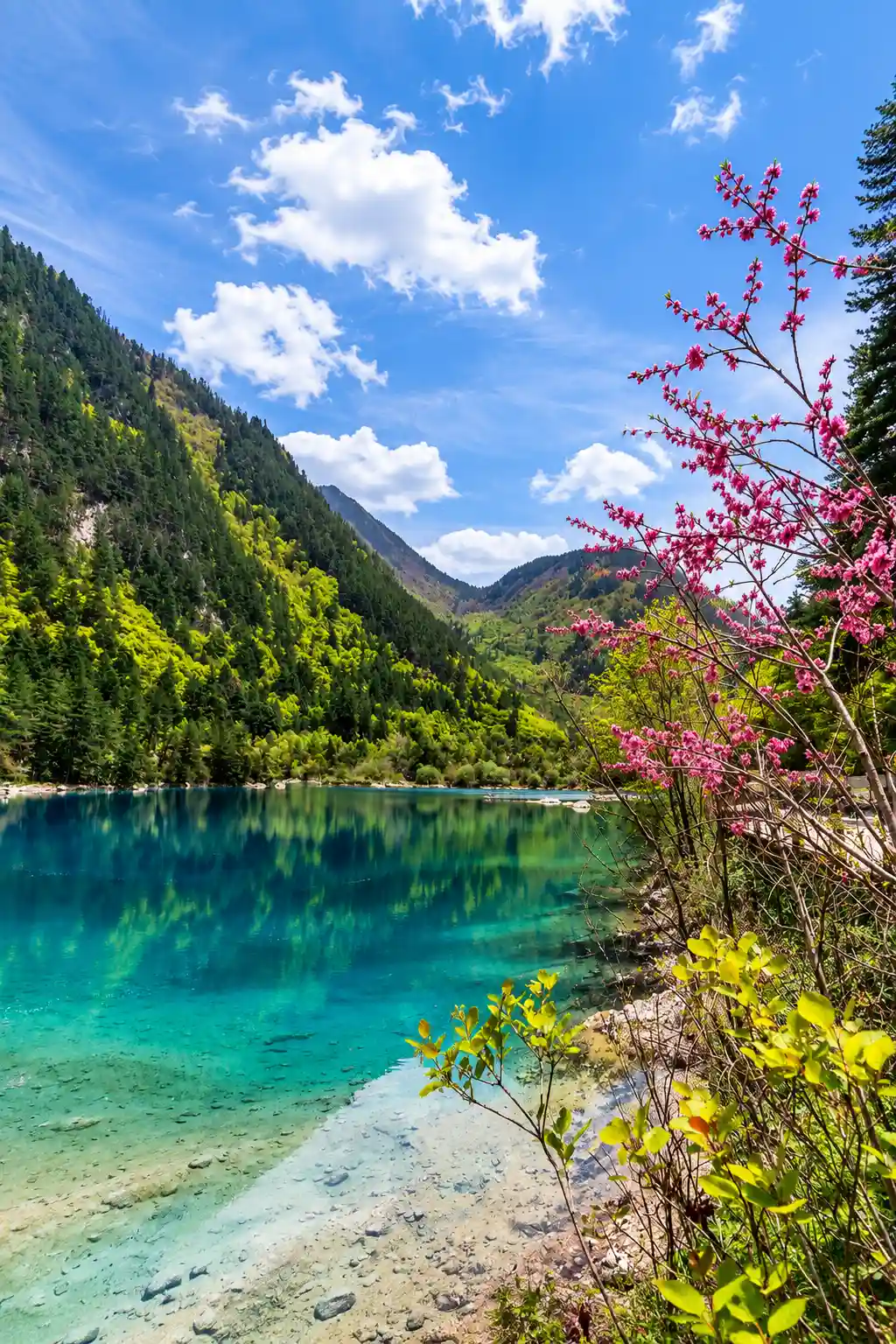 Spring flowers and fresh green scenery in Jiuzhaigou National Park
