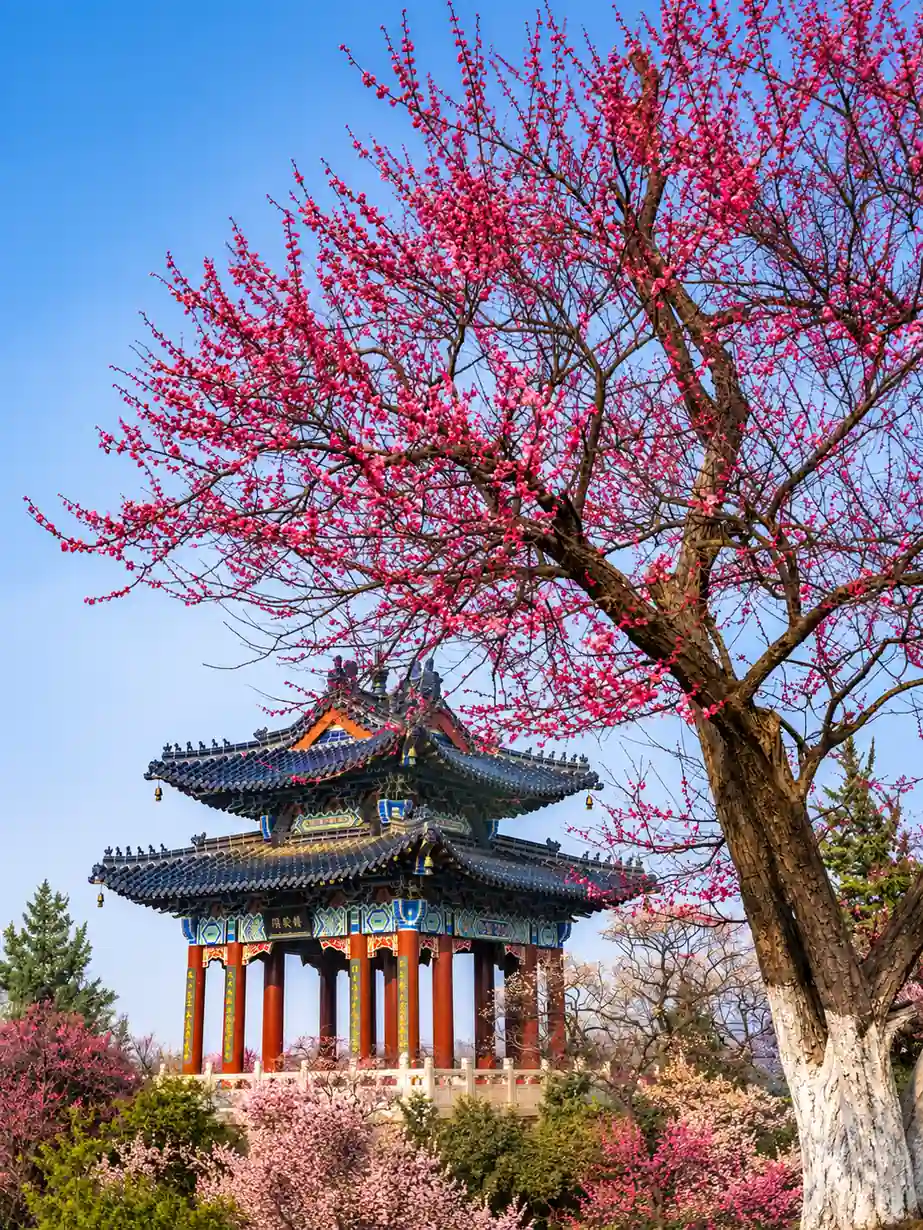 Plum blossoms and a traditional pavilion in Nanjing during spring