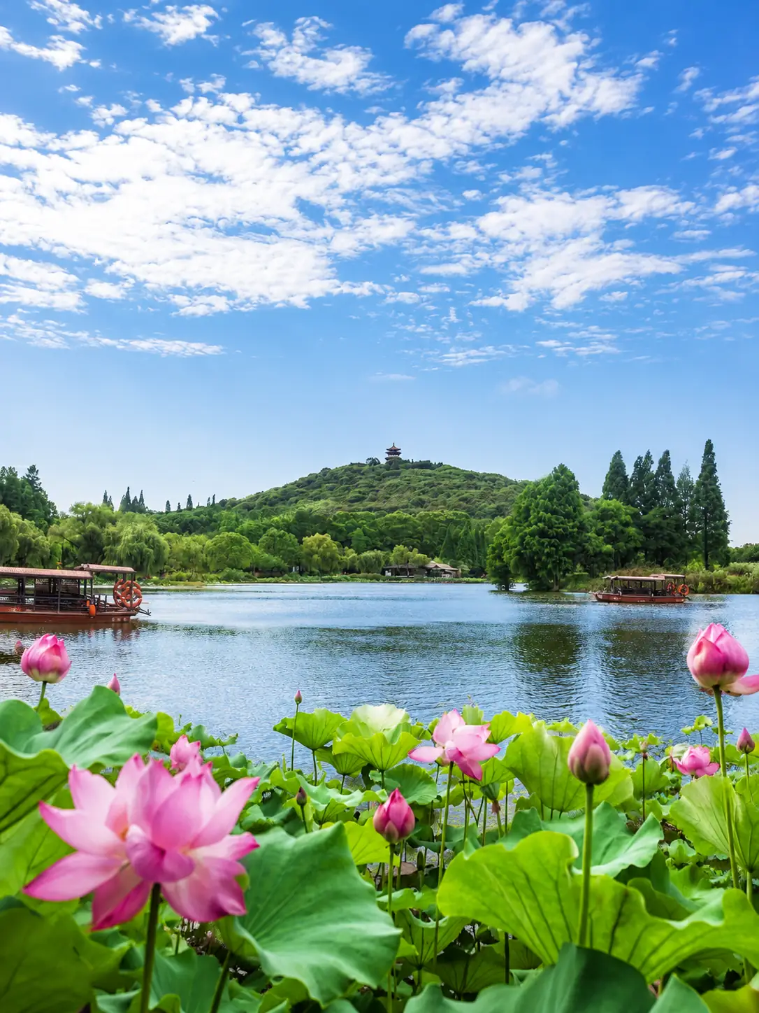 Lotus lake scenery in Nanjing during summer