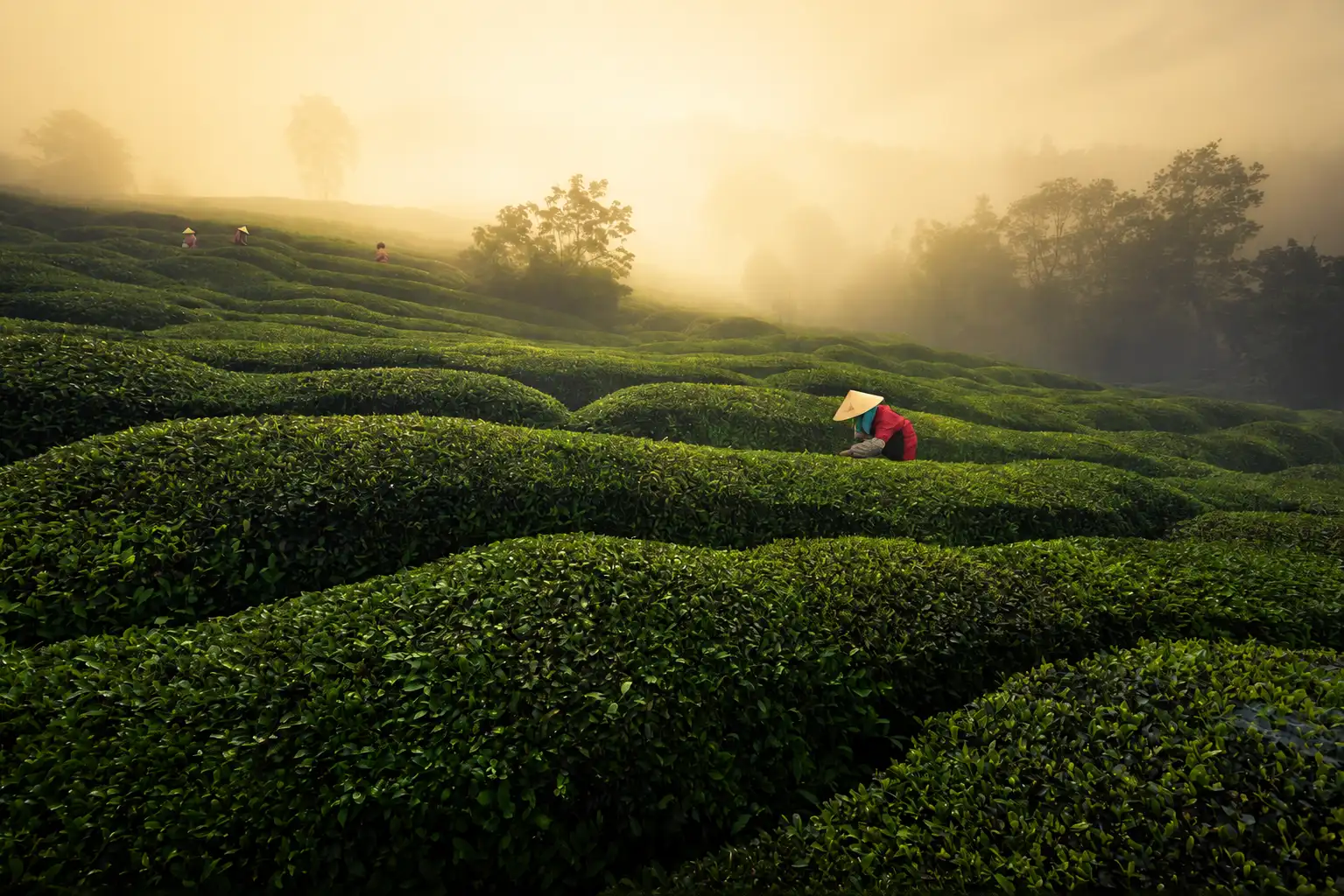 Tea plantation in the Huangshan region of southern Anhui
