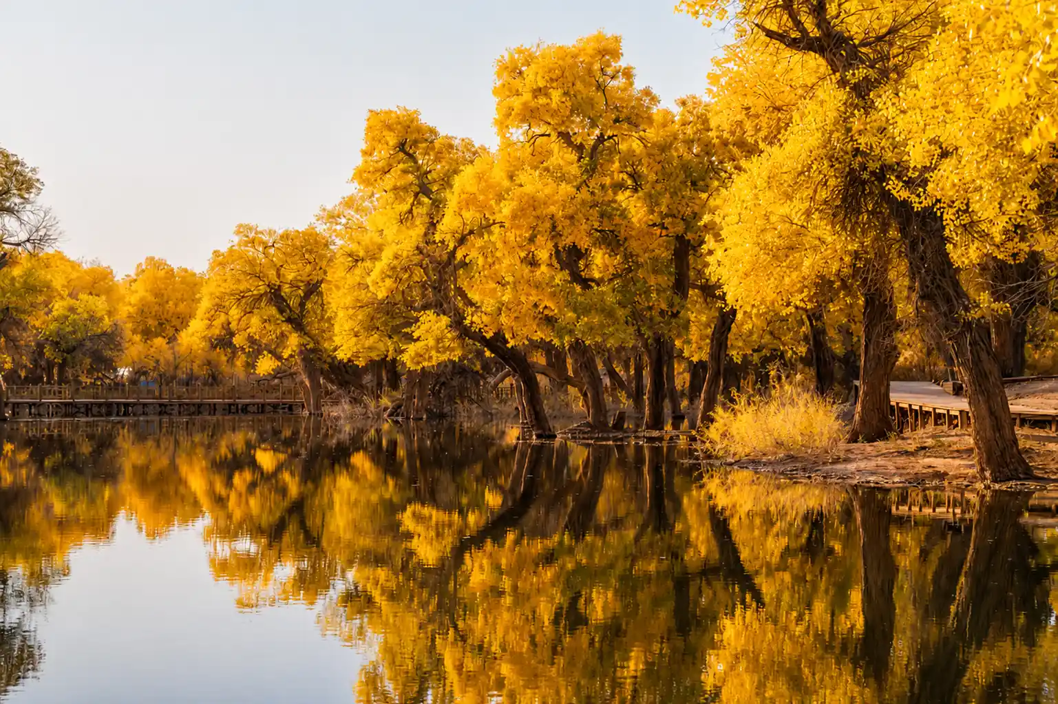 Golden Populus euphratica forest in Ejina Inner Mongolia during autumn